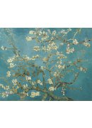 杏花盛开 - branches of an almond tree in blossom